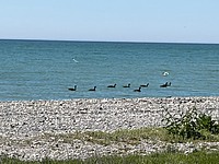 SITE #1079-NEW LISTING-2016 NORTHLANDER ESCAPE-12'x52'-WATERFRONT-PEBBLE BEACH-2 BED, QUAD BUNKS